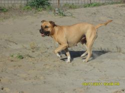 Photo of the dog