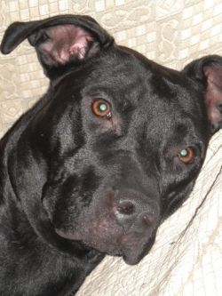 Photo of the dog