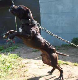 Photo of the dog