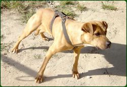 Photo of the dog