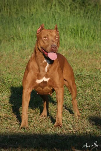 Photo of the dog