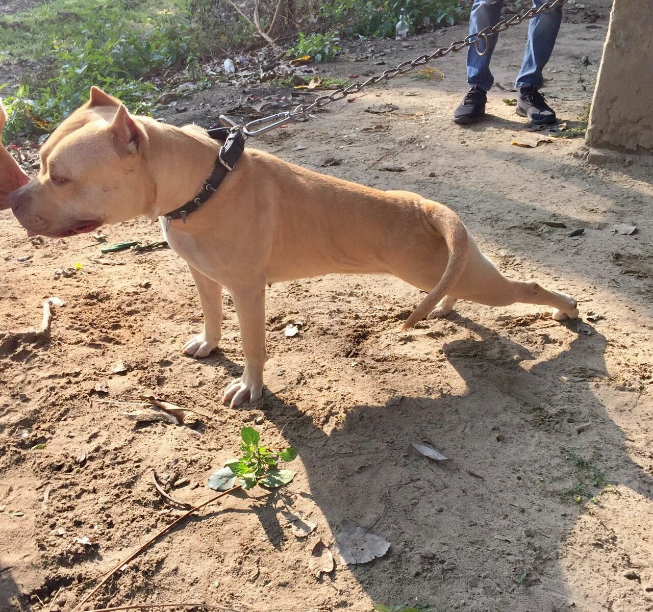 Photo of the dog