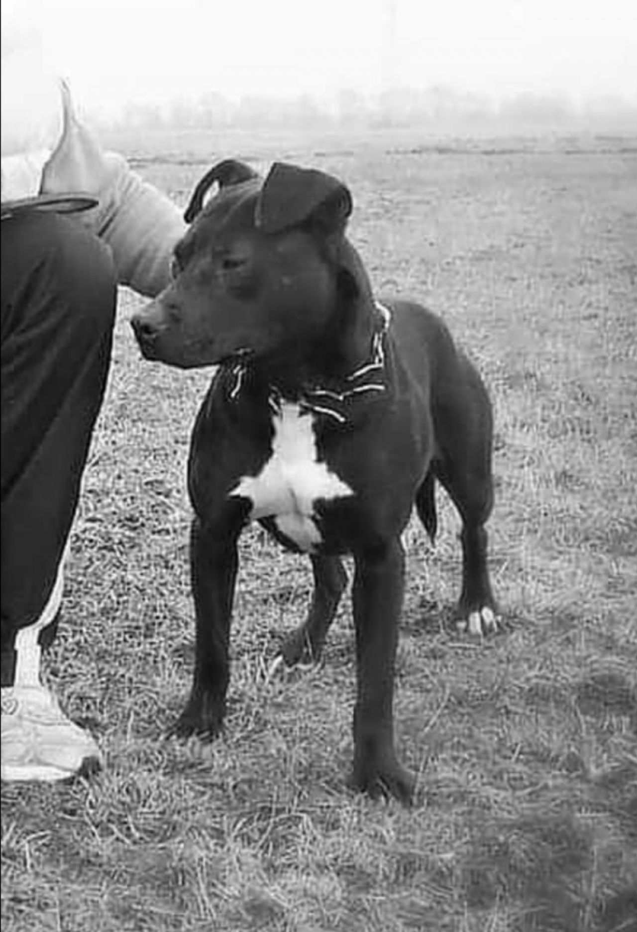 Photo of the dog