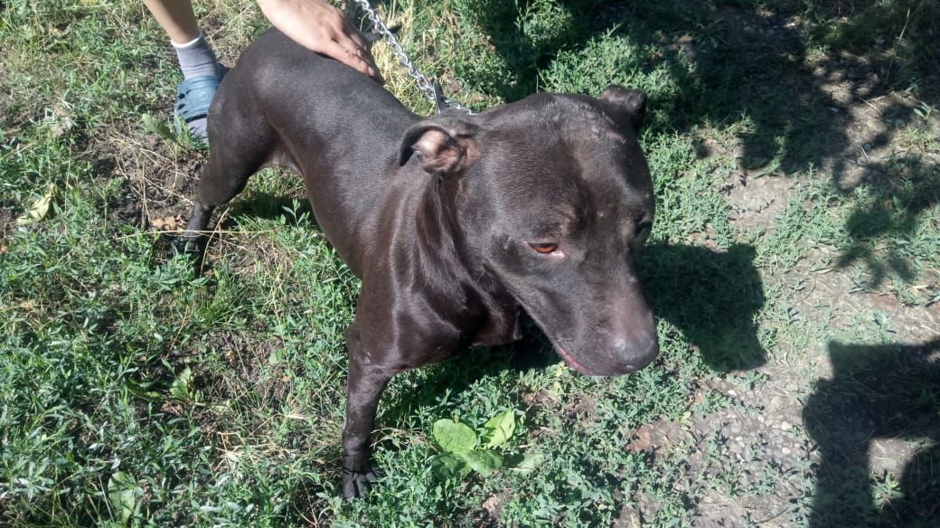 Photo of the dog