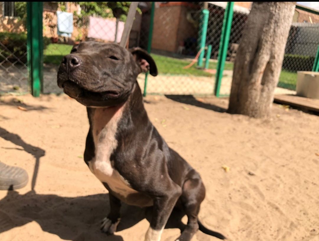 Photo of the dog
