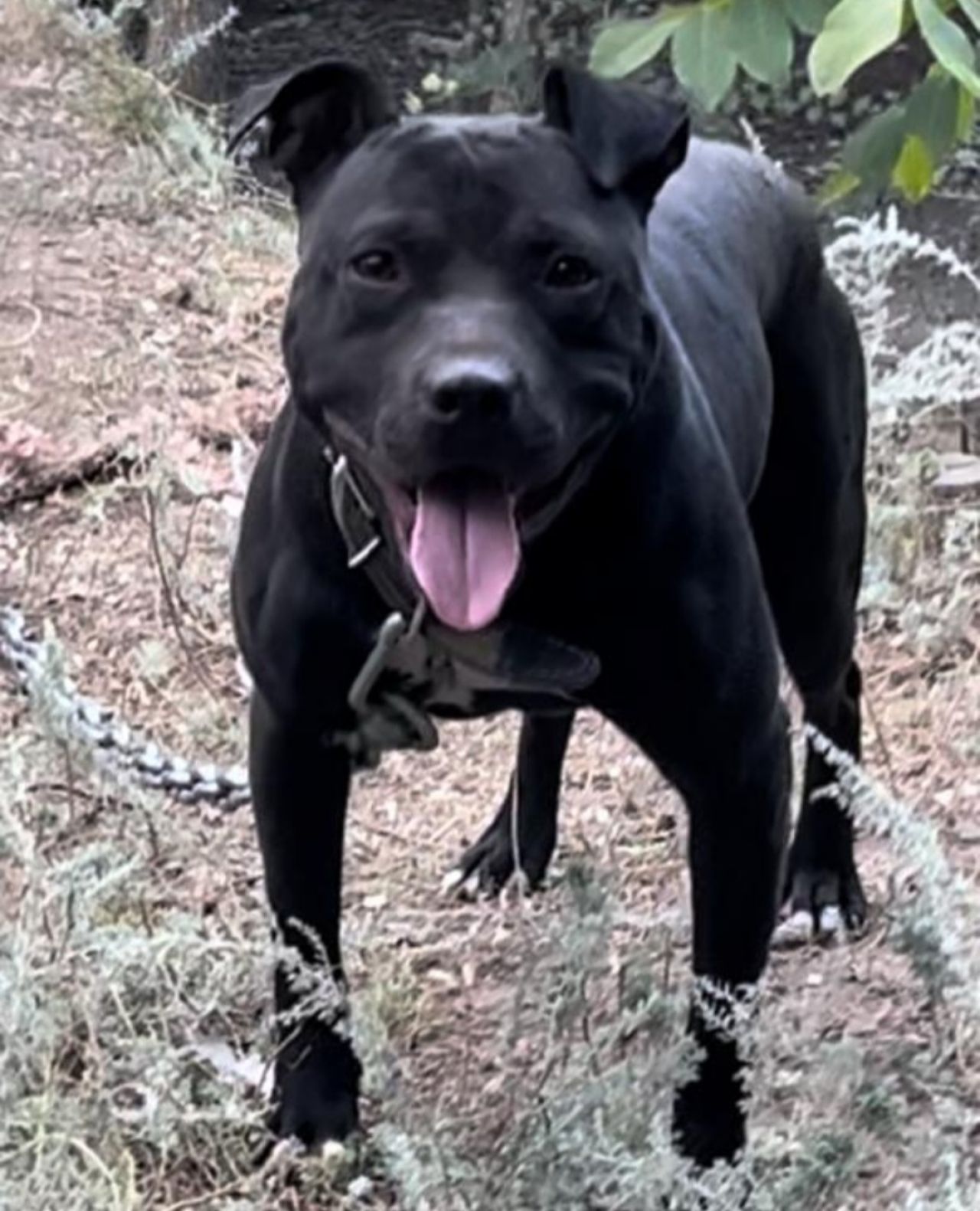 Photo of the dog