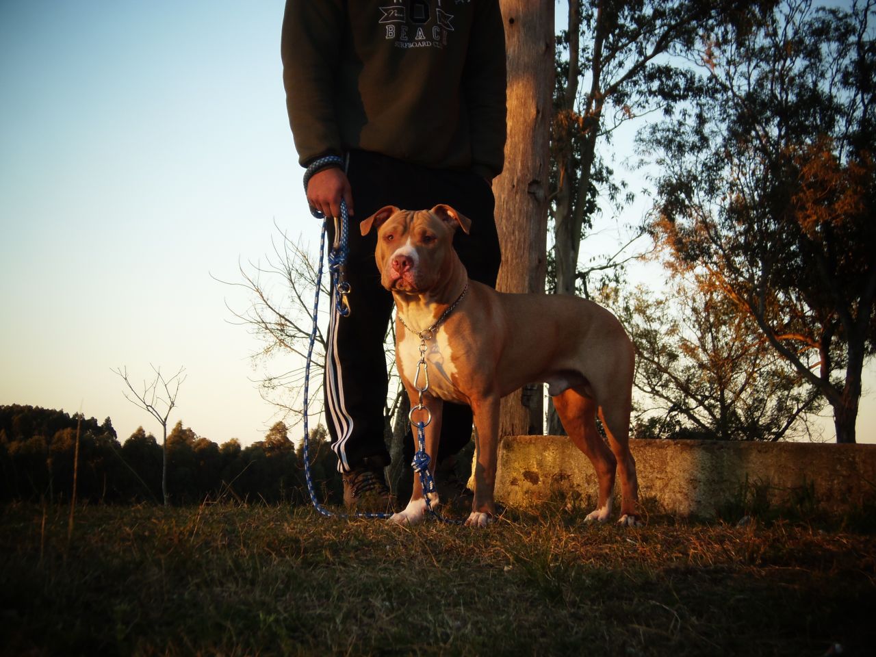Photo of the dog