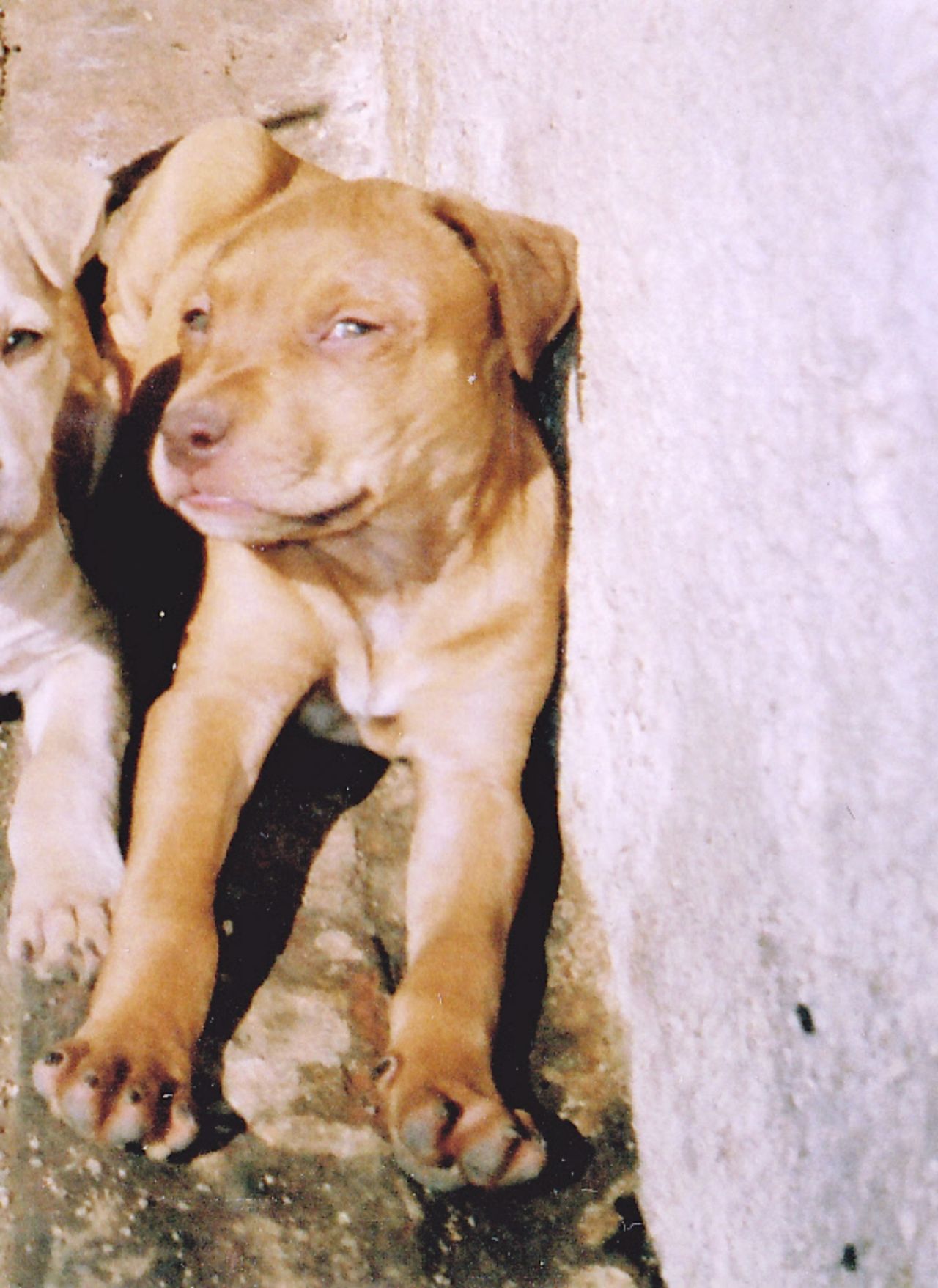 Photo of the dog