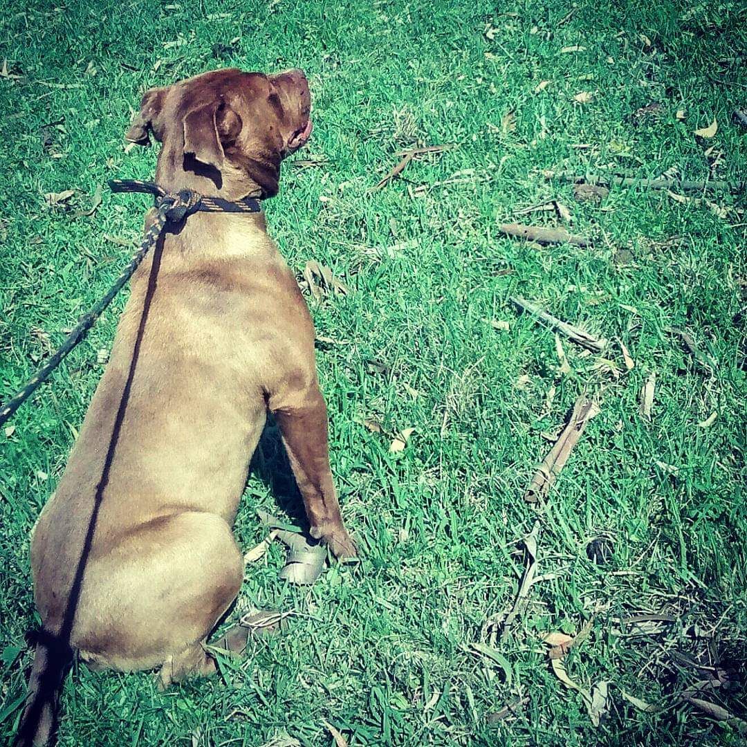 Photo of the dog