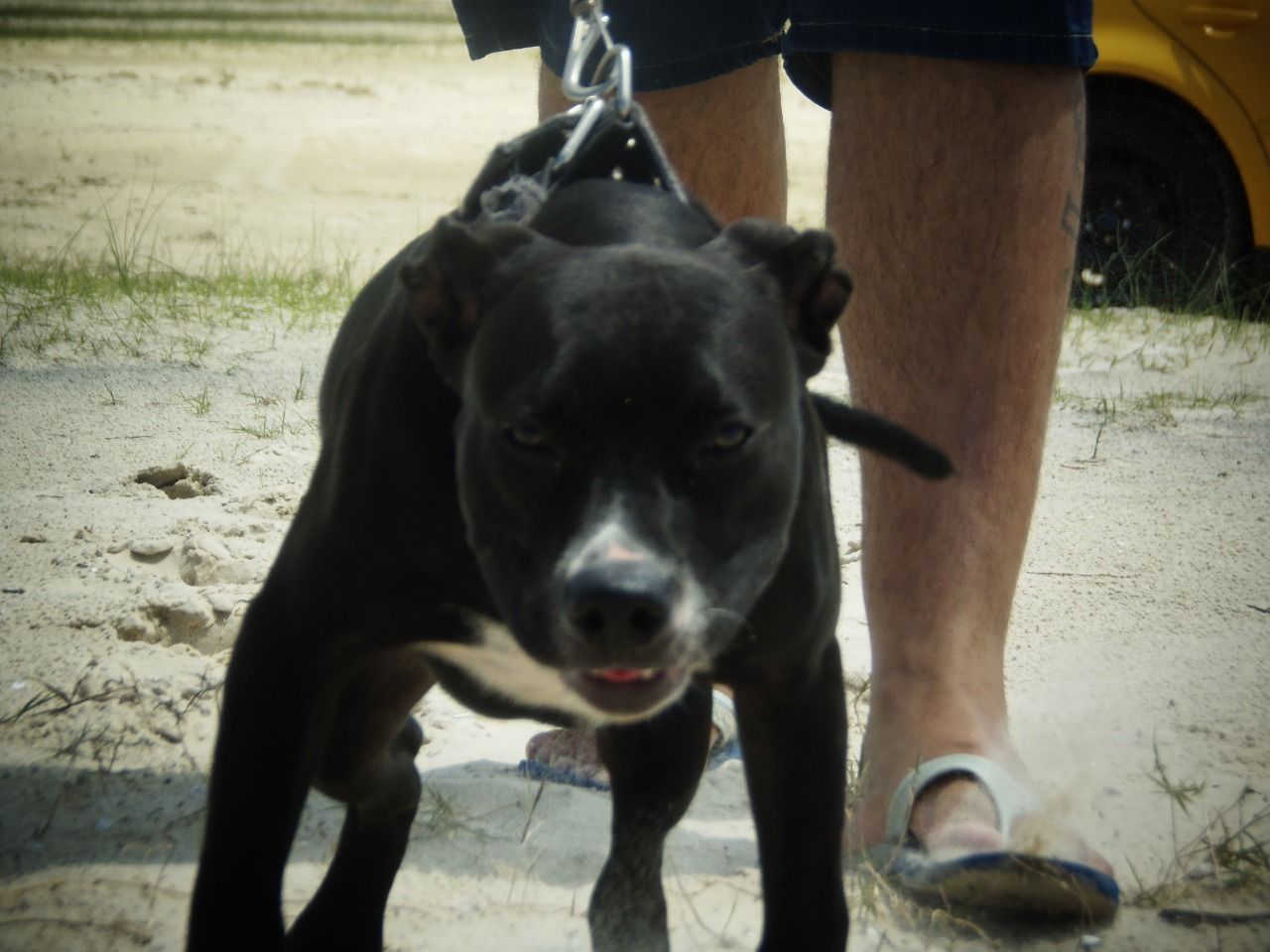 Photo of the dog