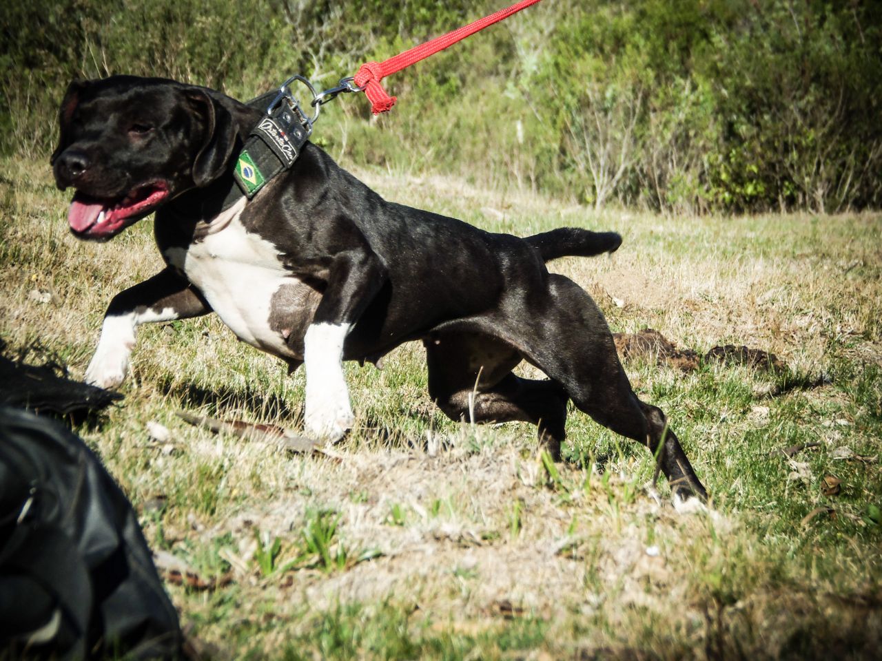 Photo of the dog