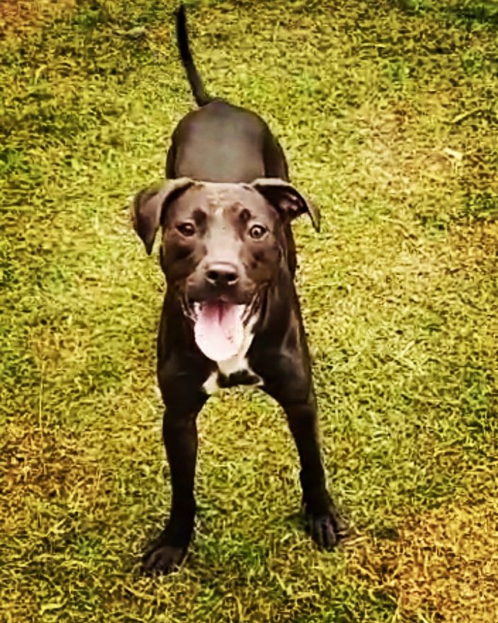 Photo of the dog