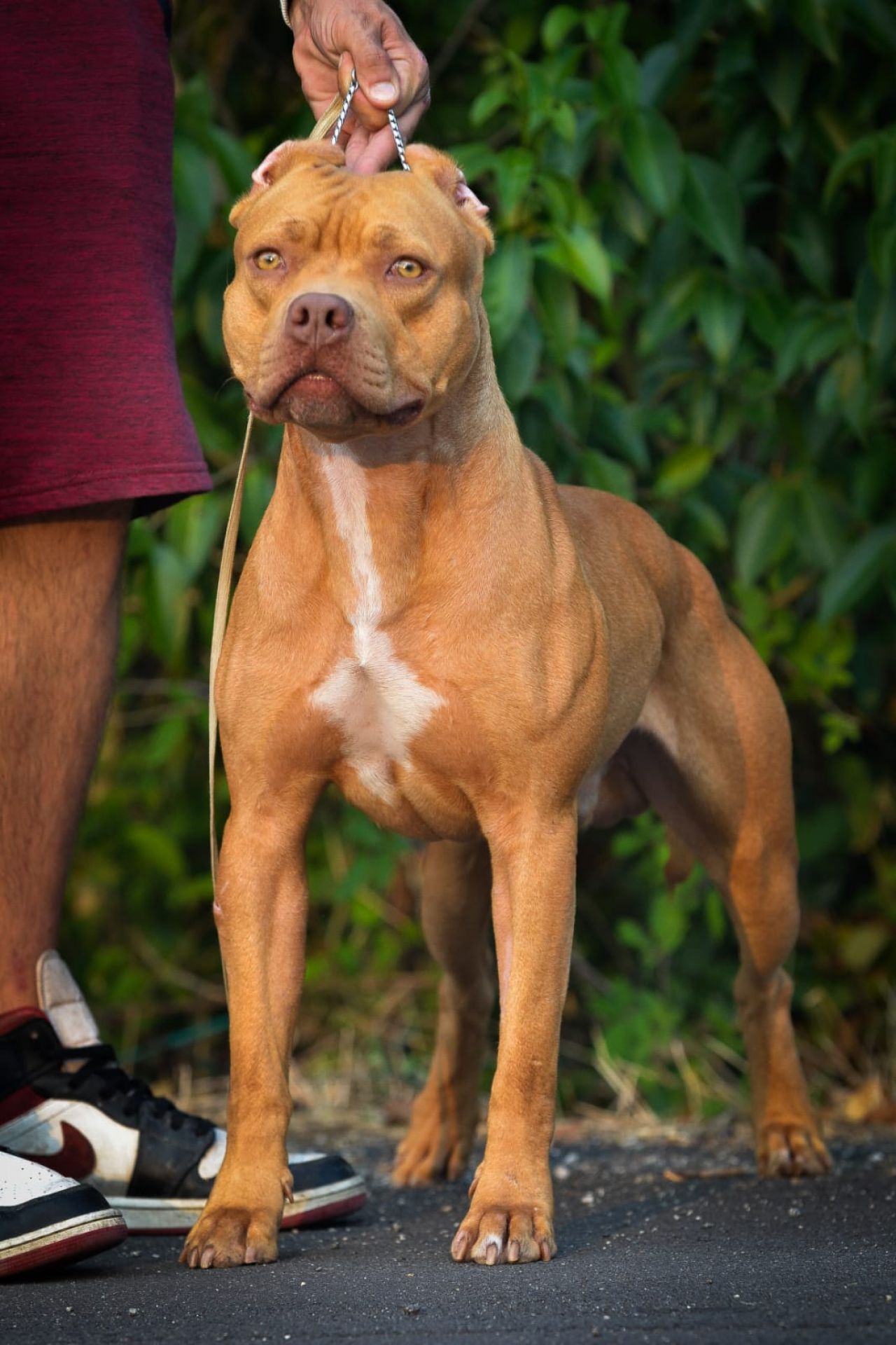 Photo of the dog
