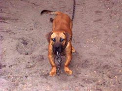Photo of the dog