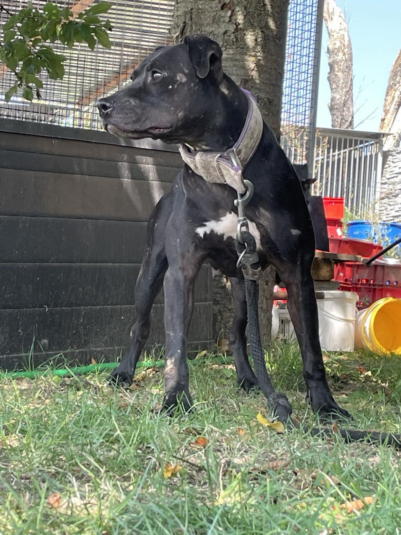 Photo of the dog