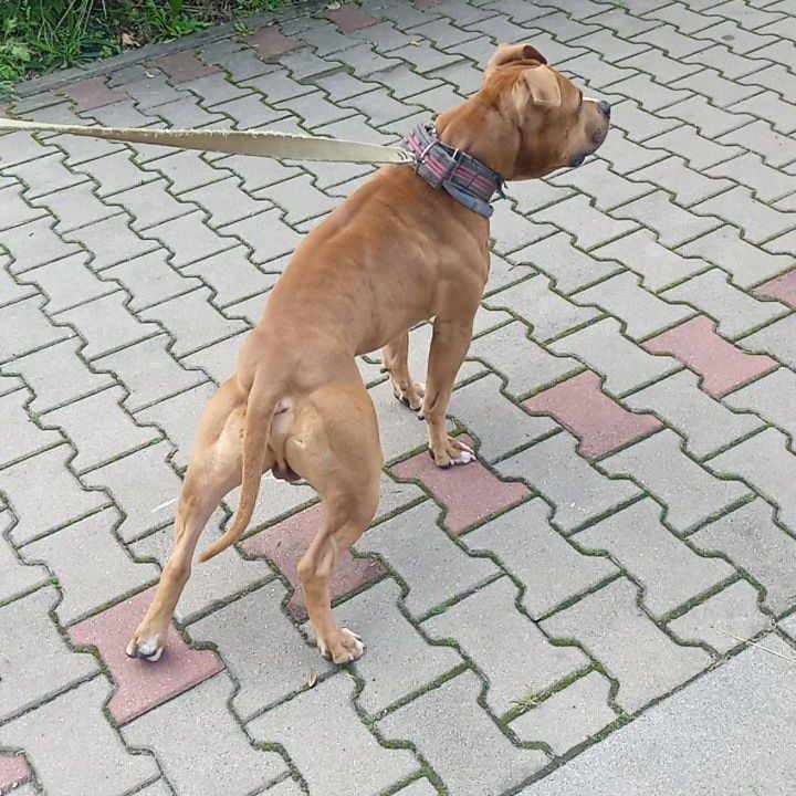 Photo of the dog