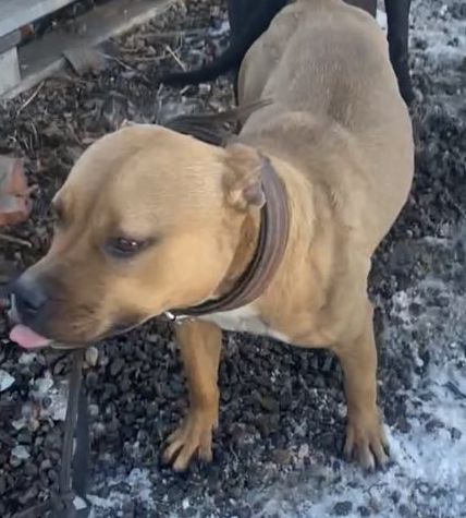 Photo of the dog