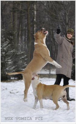 Photo of the dog