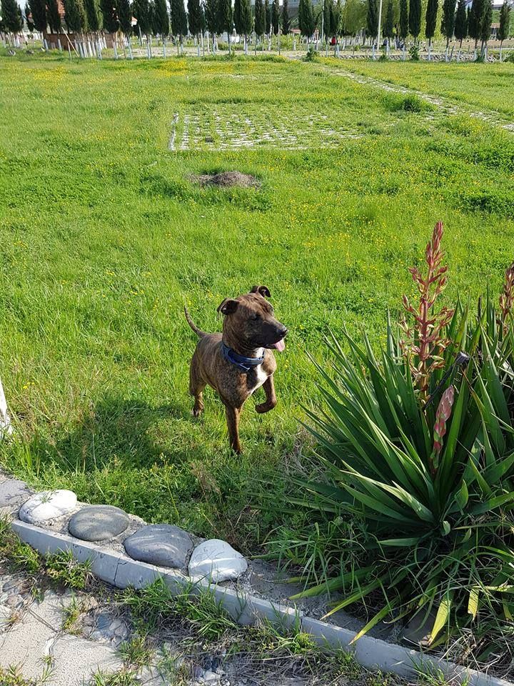 Photo of the dog