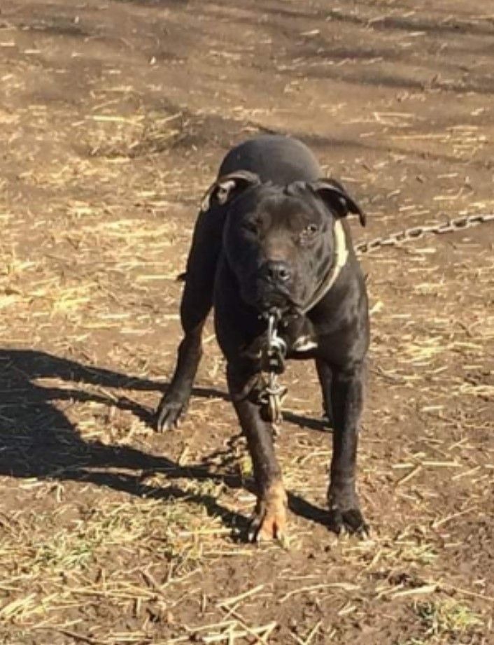 Photo of the dog