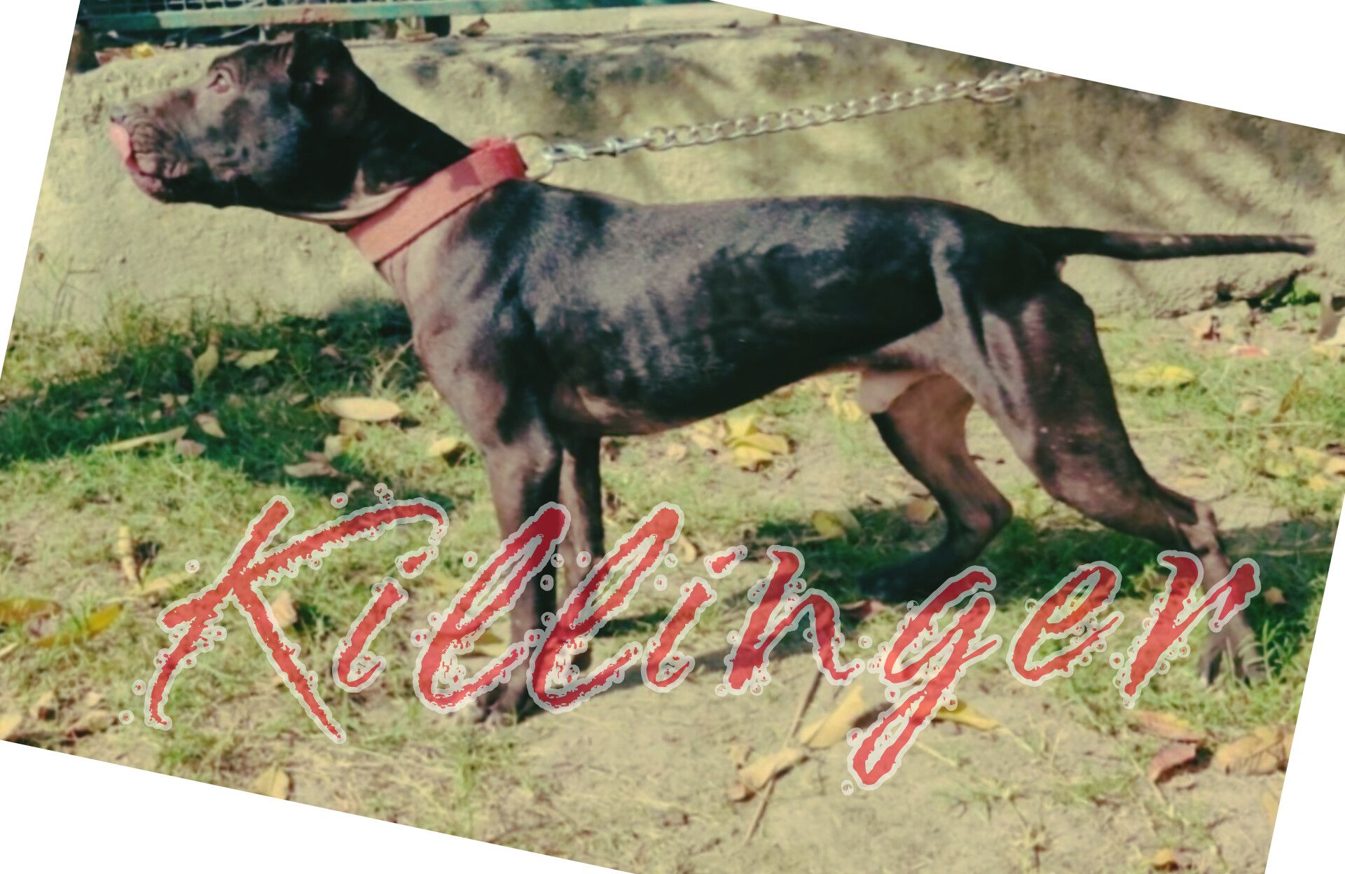 Photo of the dog