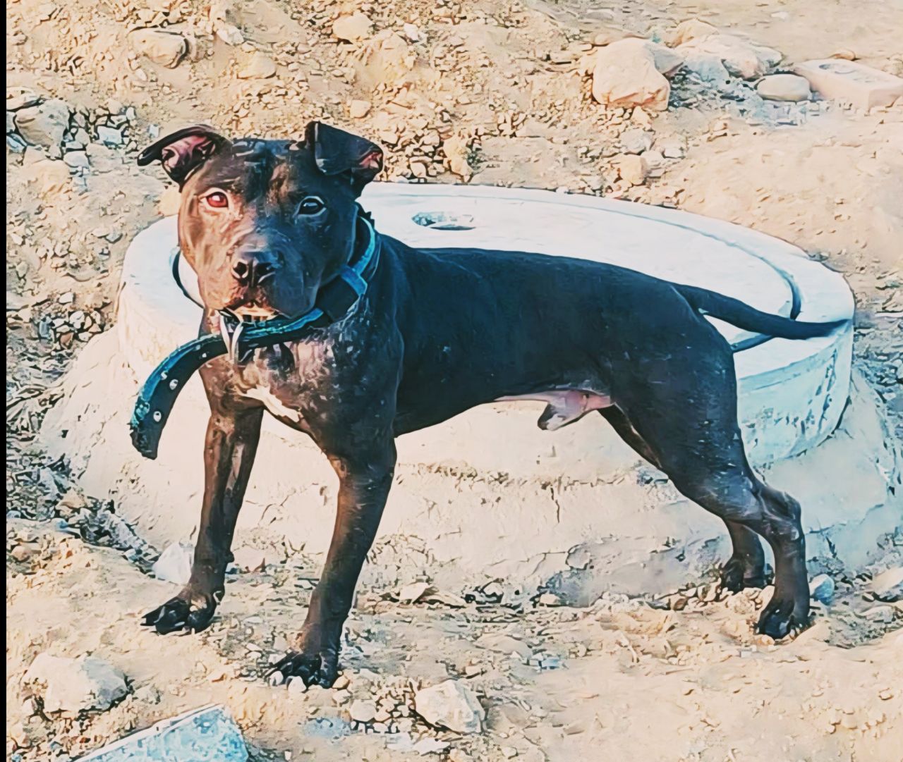 Photo of the dog