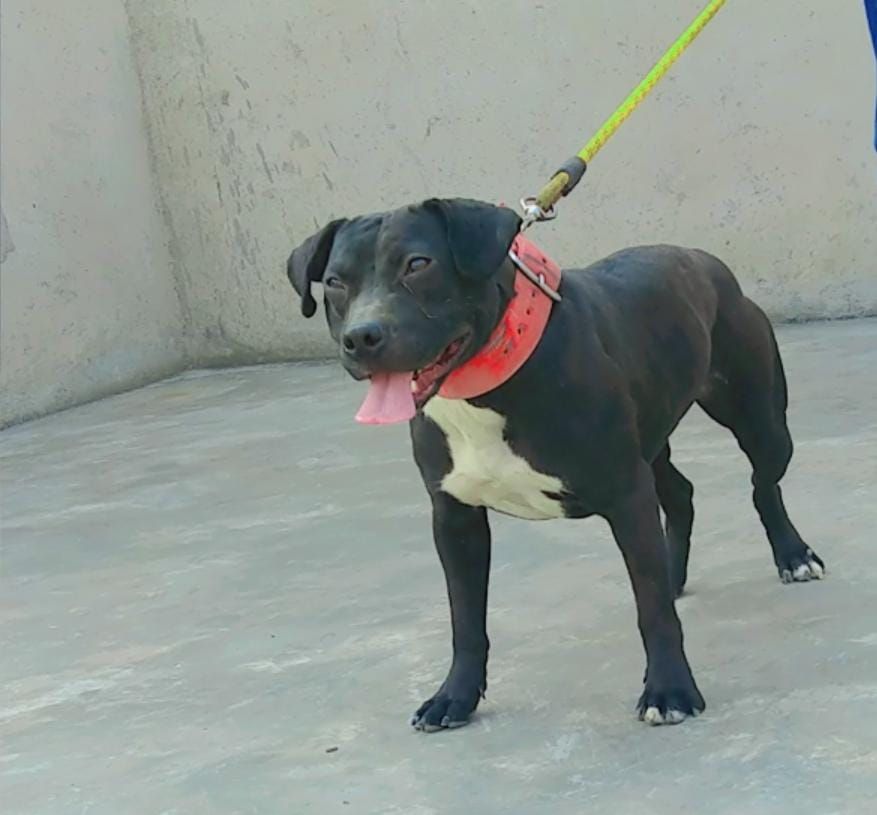 Photo of the dog