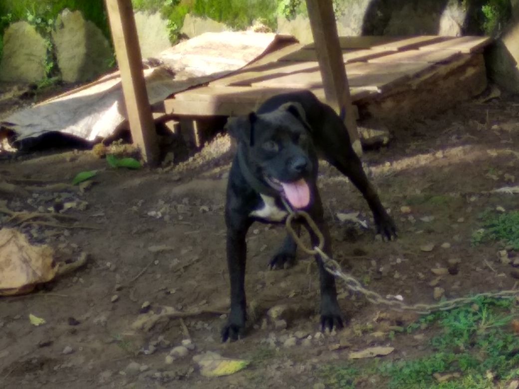 Photo of the dog