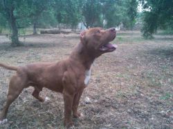 Photo of the dog