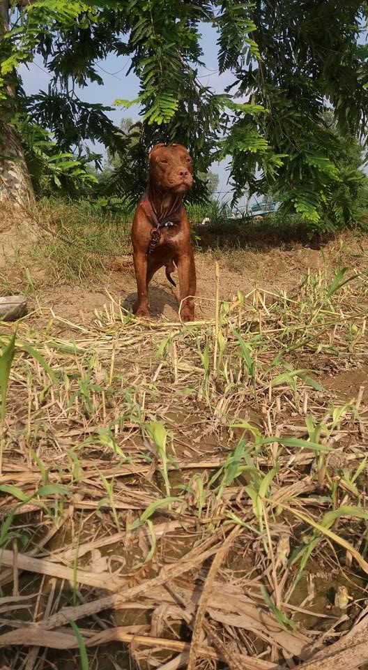 Photo of the dog