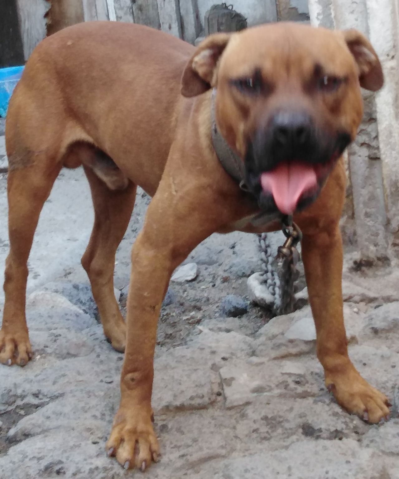 Photo of the dog
