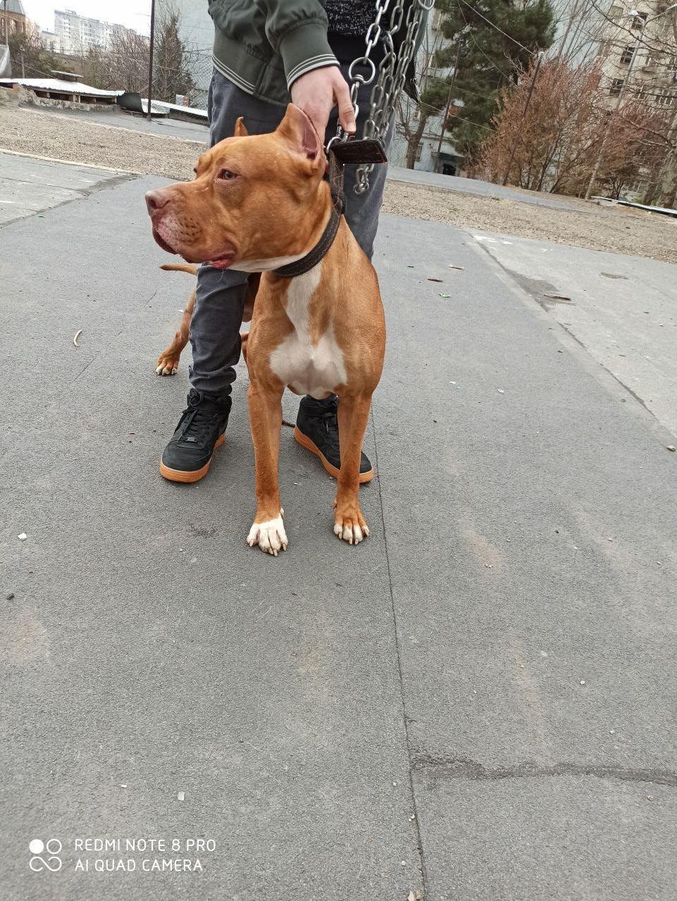 Photo of the dog