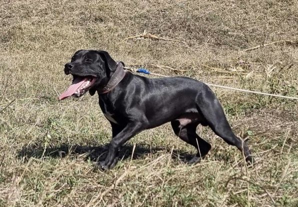 Photo of the dog