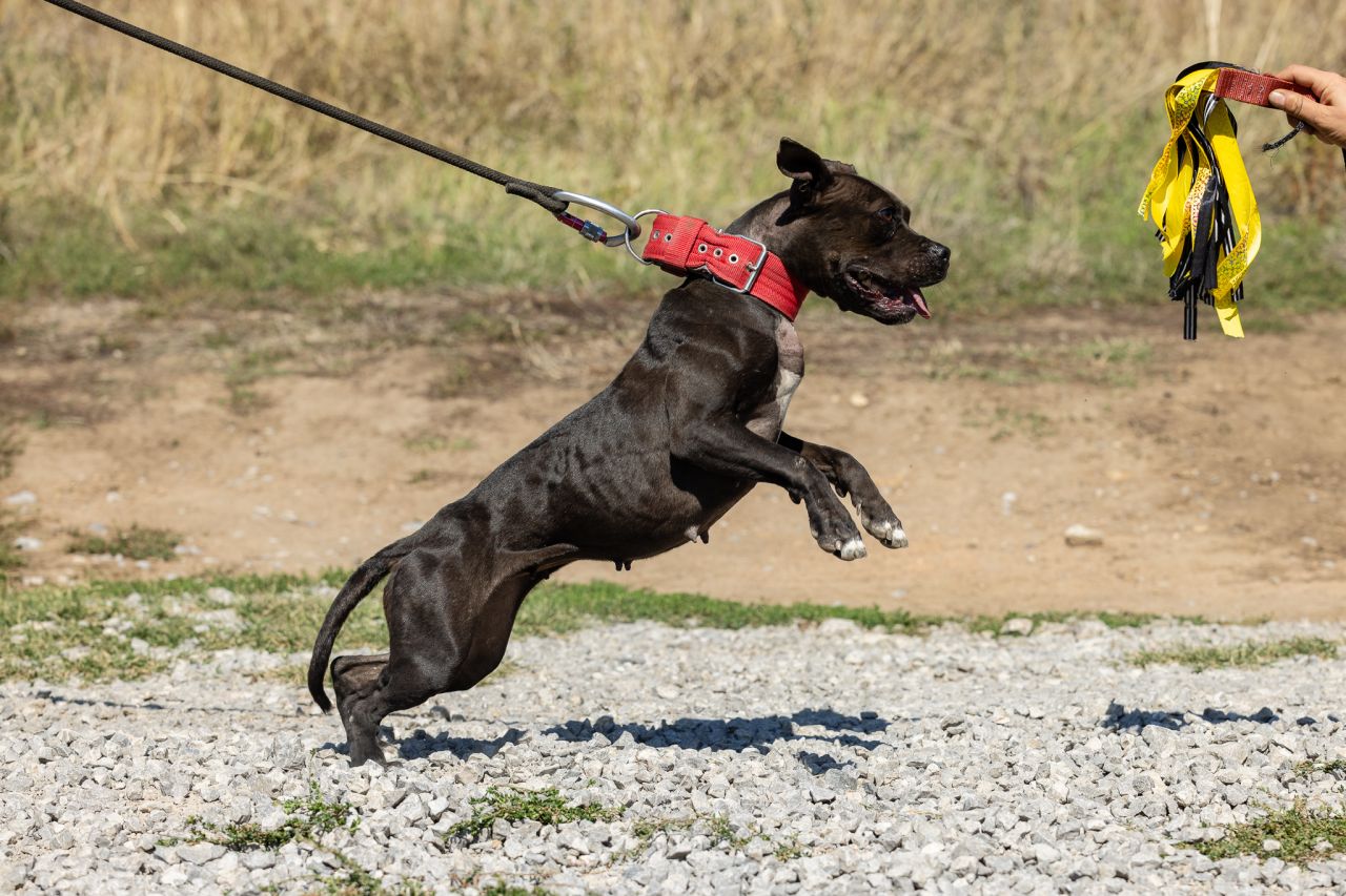Photo of the dog