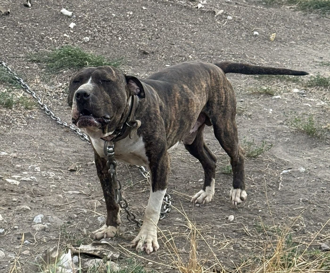 Photo of the dog