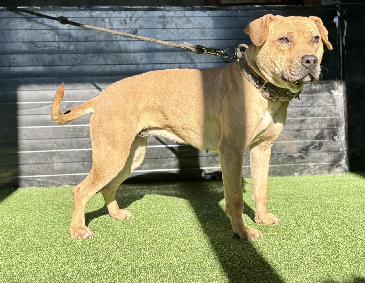 Photo of the dog