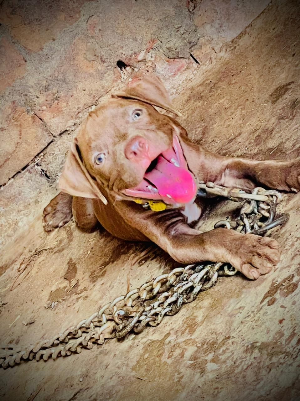 Photo of the dog