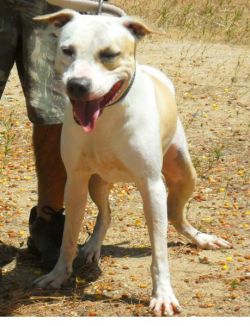 Photo of the dog