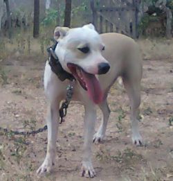 Photo of the dog