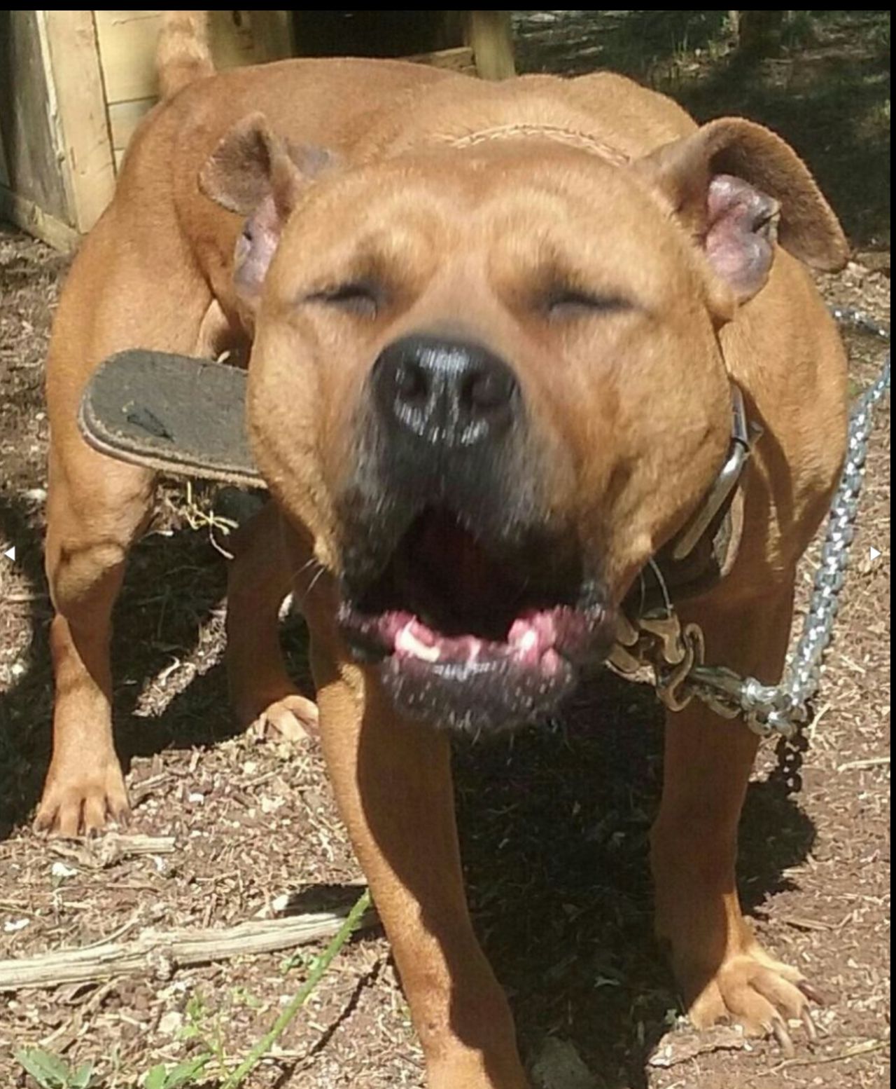 Photo of the dog