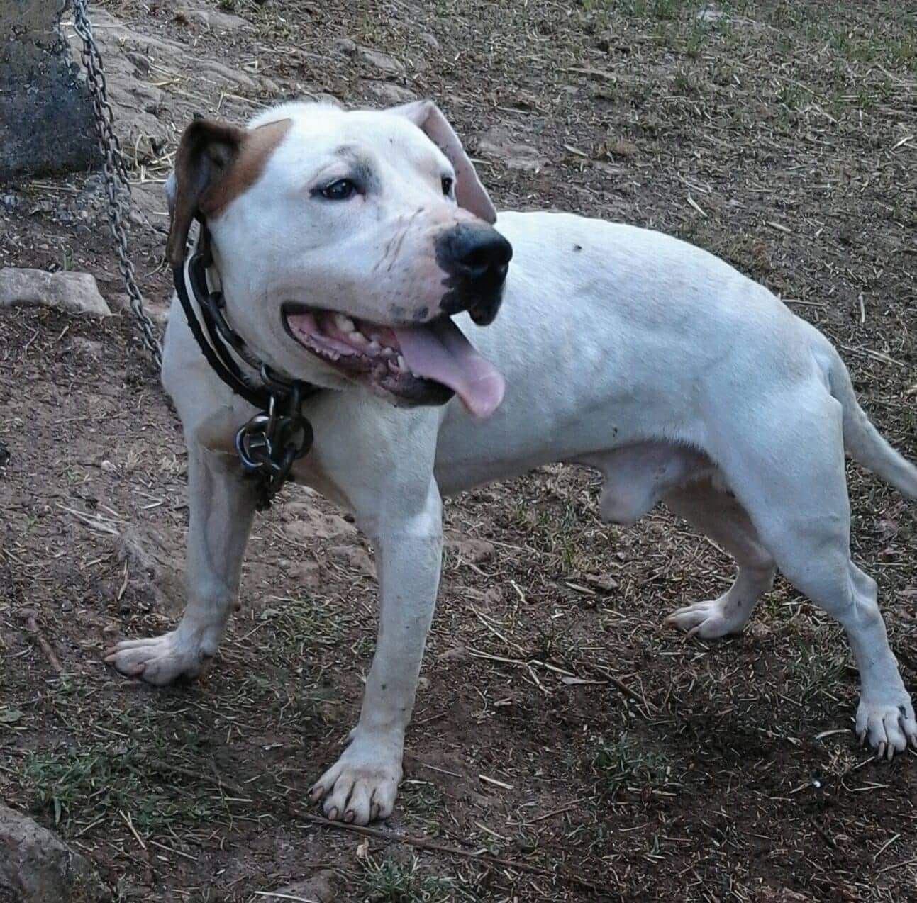 Photo of the dog