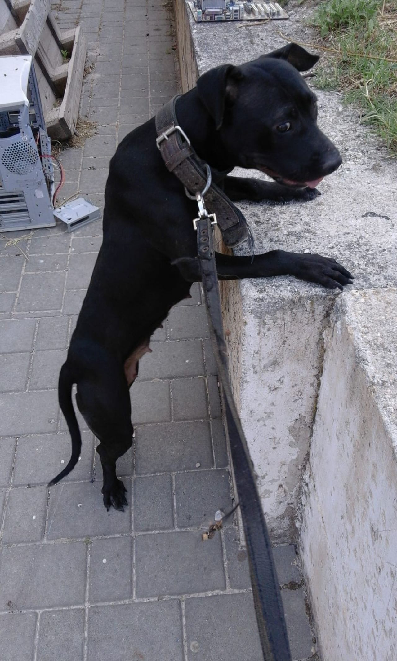 Photo of the dog