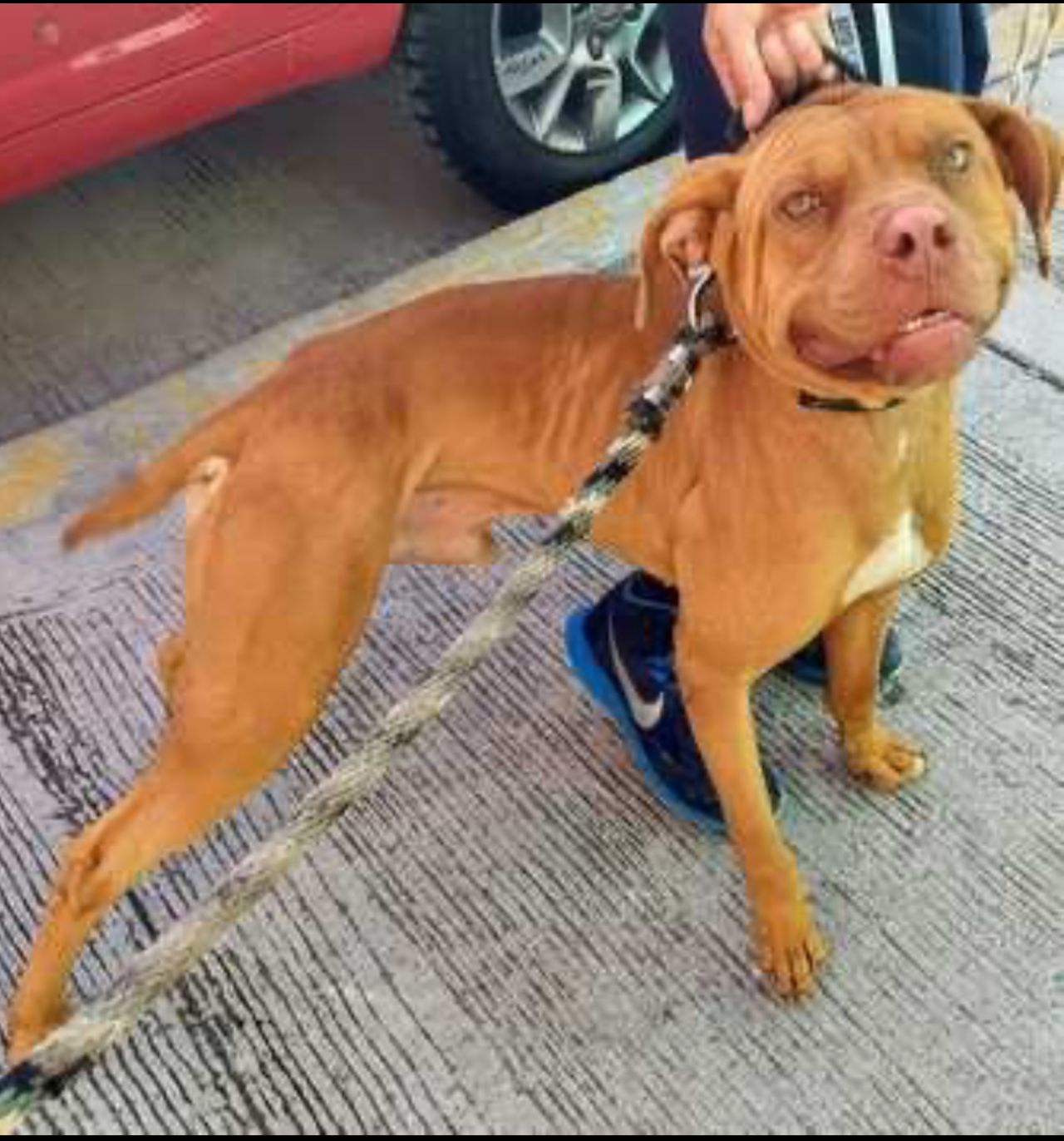 Photo of the dog