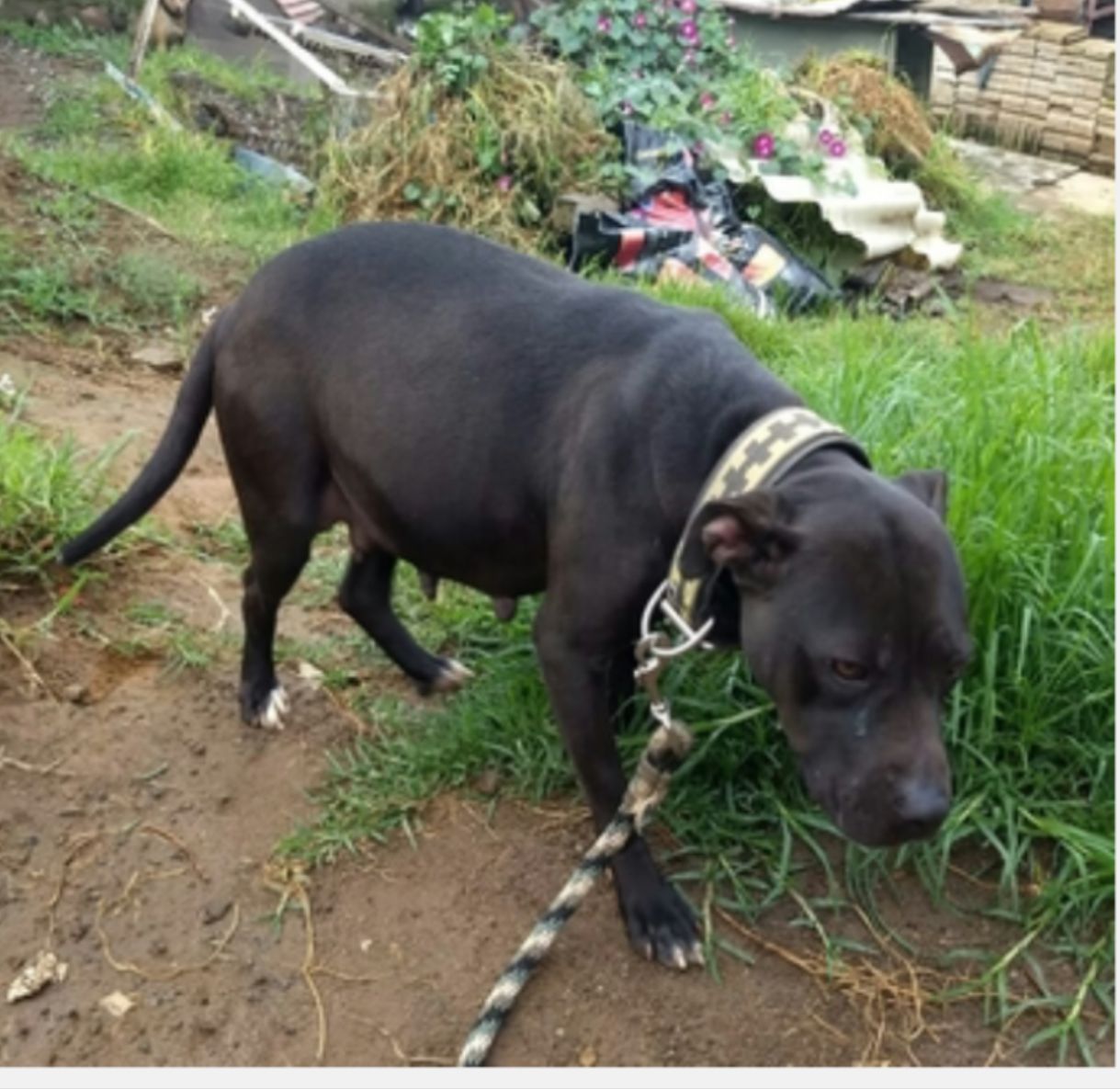 Photo of the dog