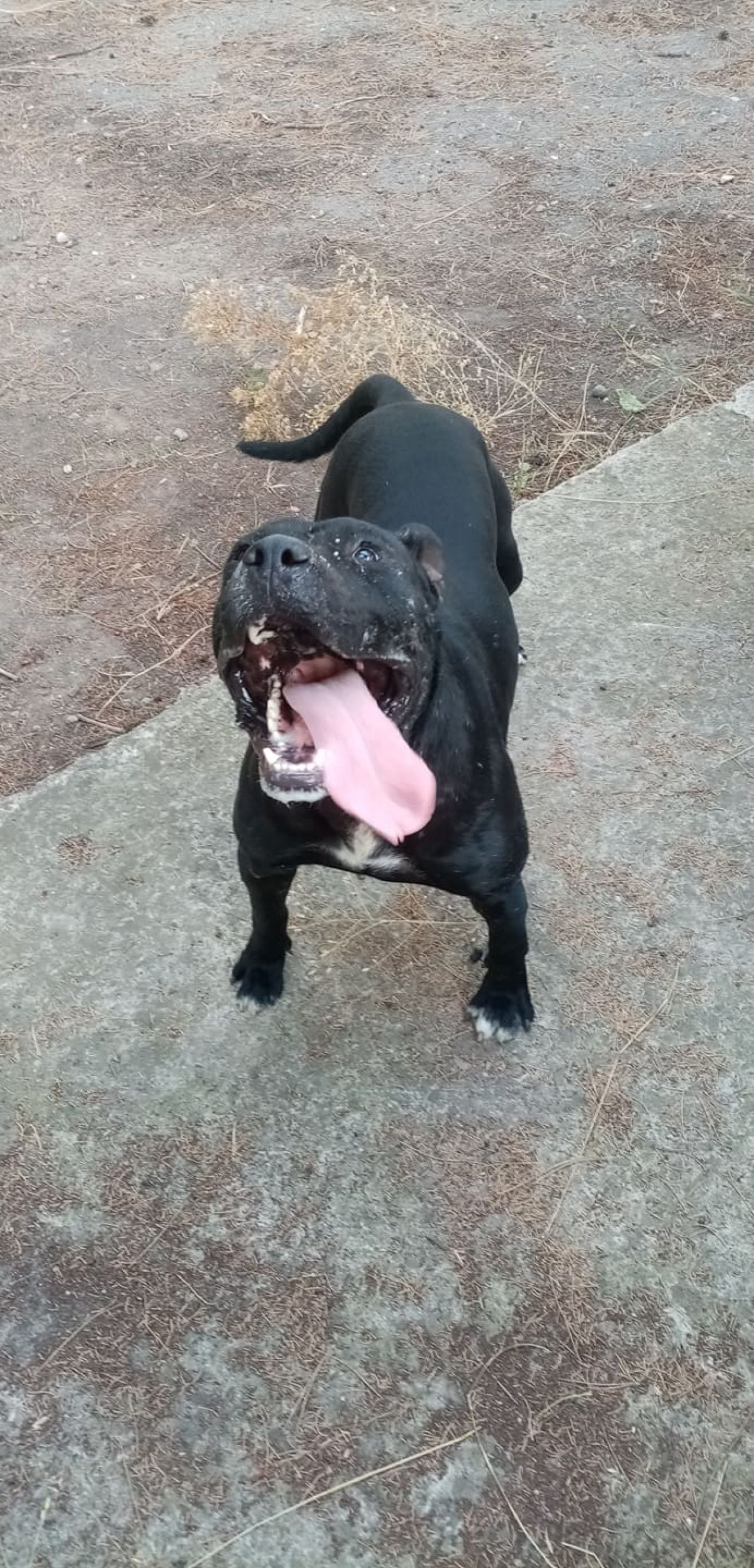 Photo of the dog