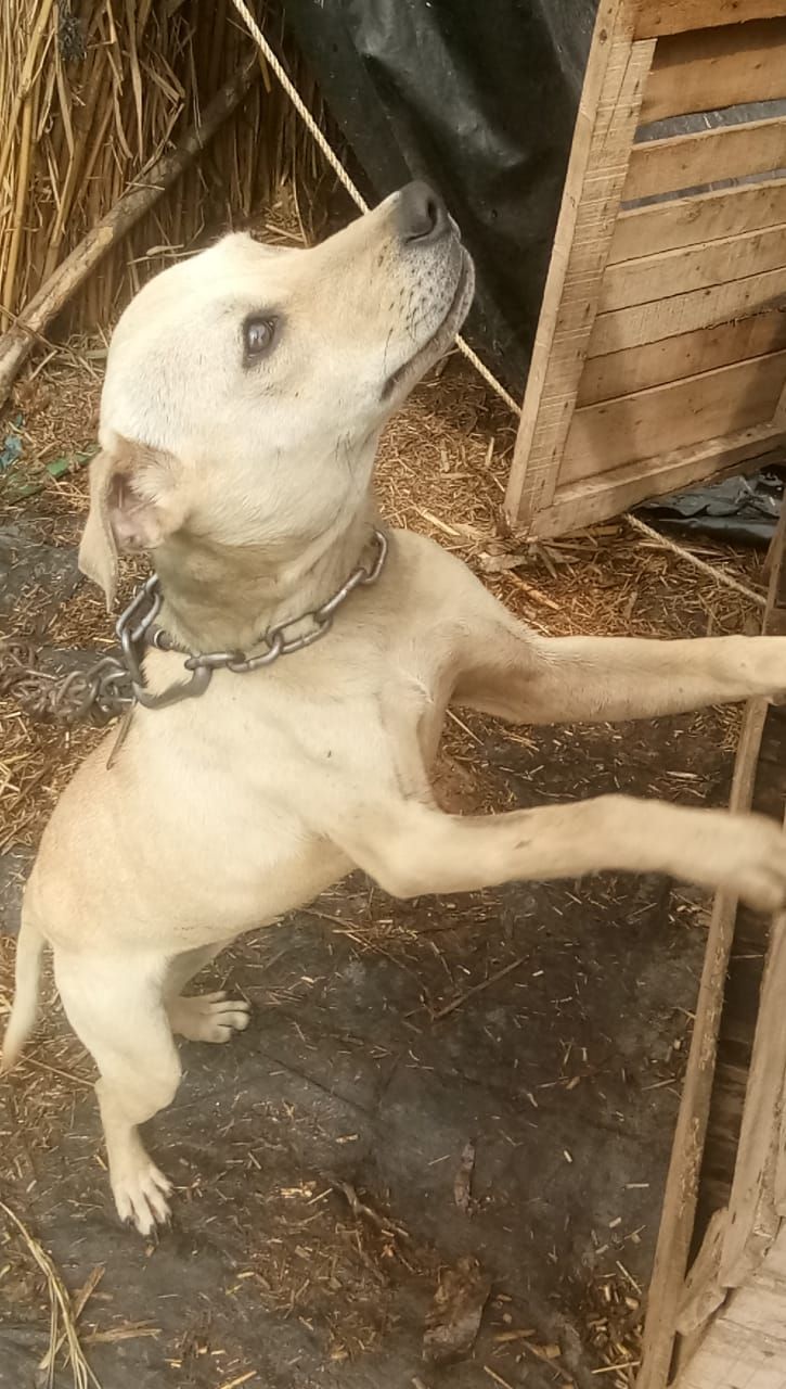 Photo of the dog