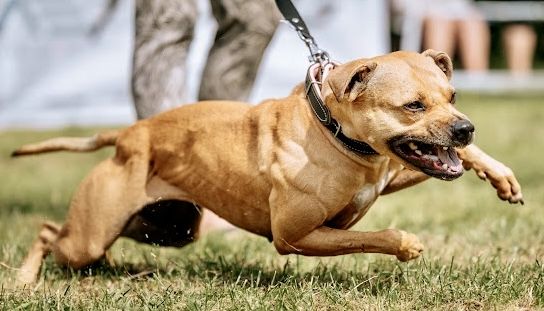 Photo of the dog