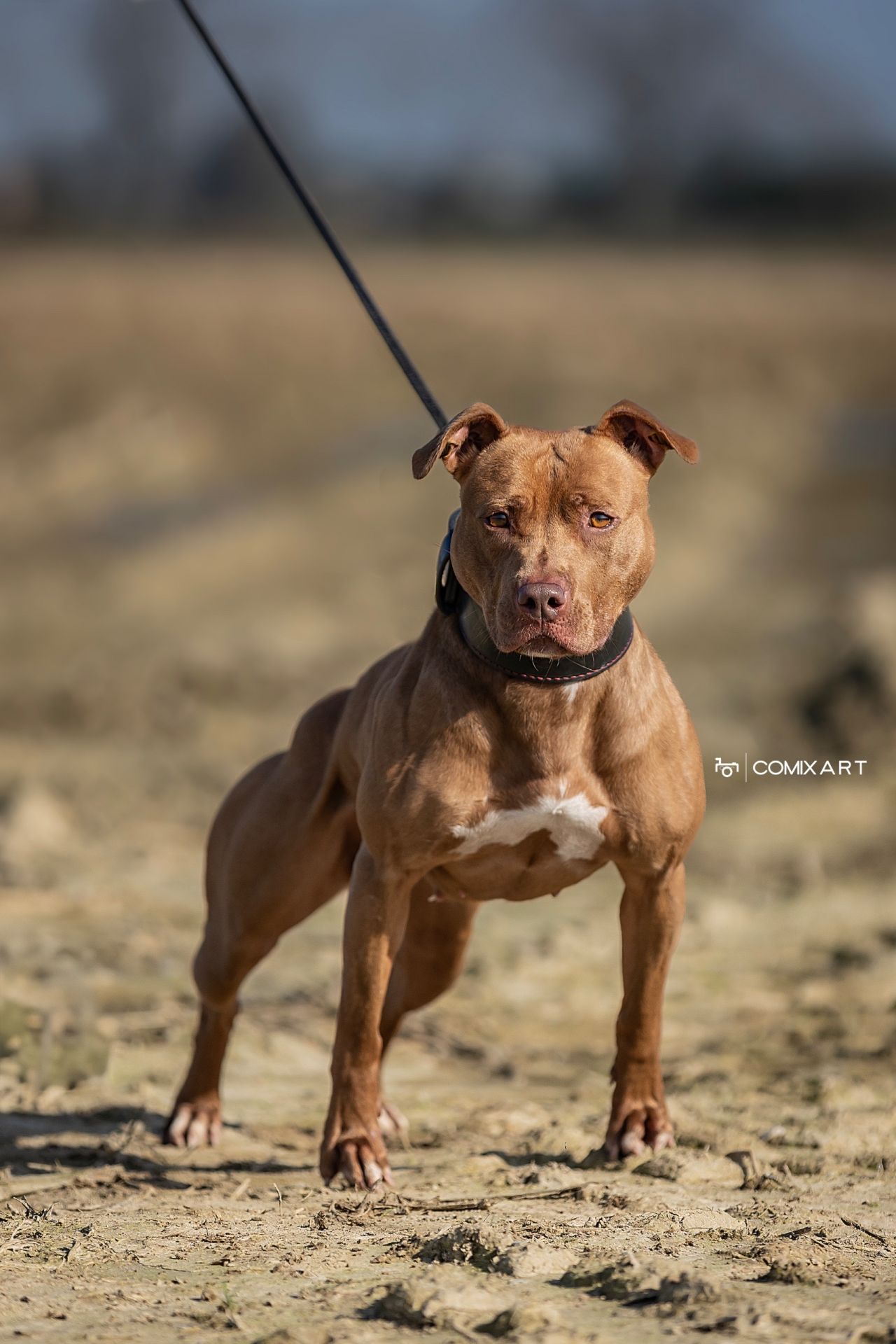 Photo of the dog