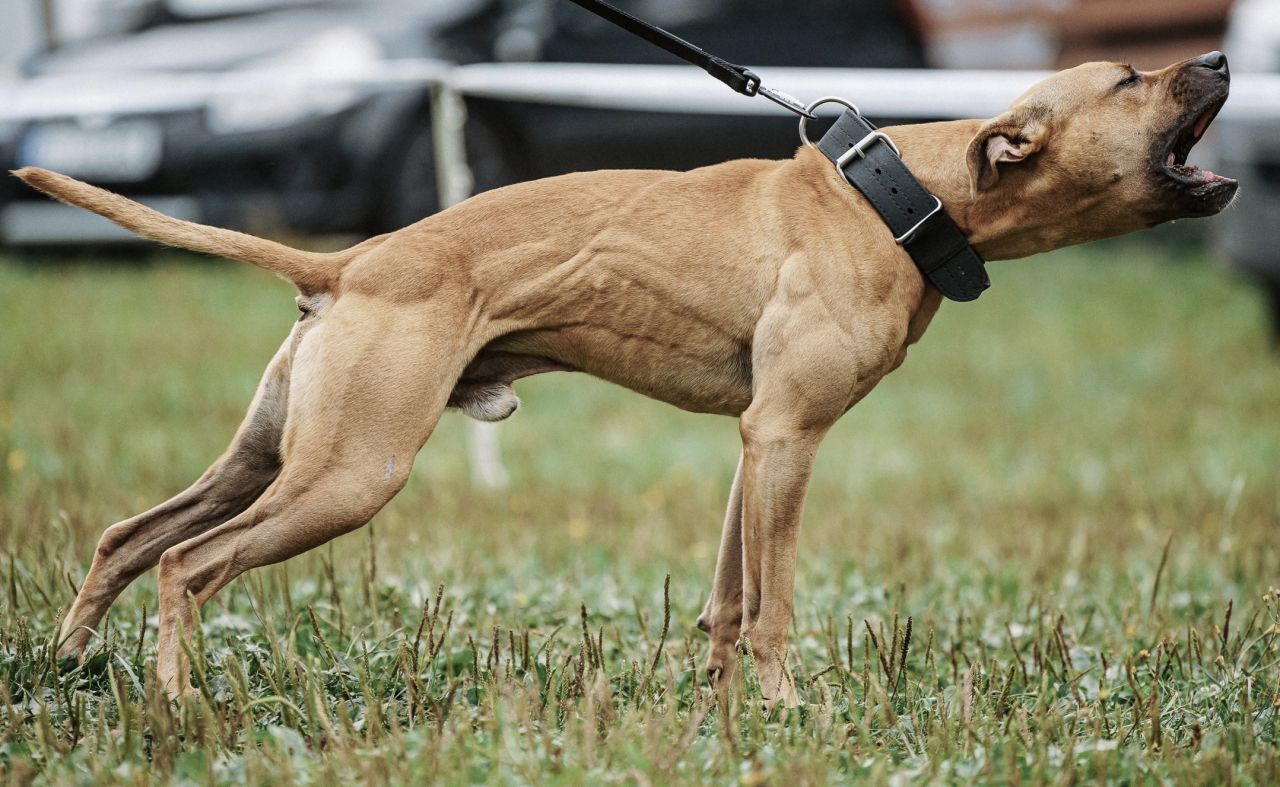 Photo of the dog
