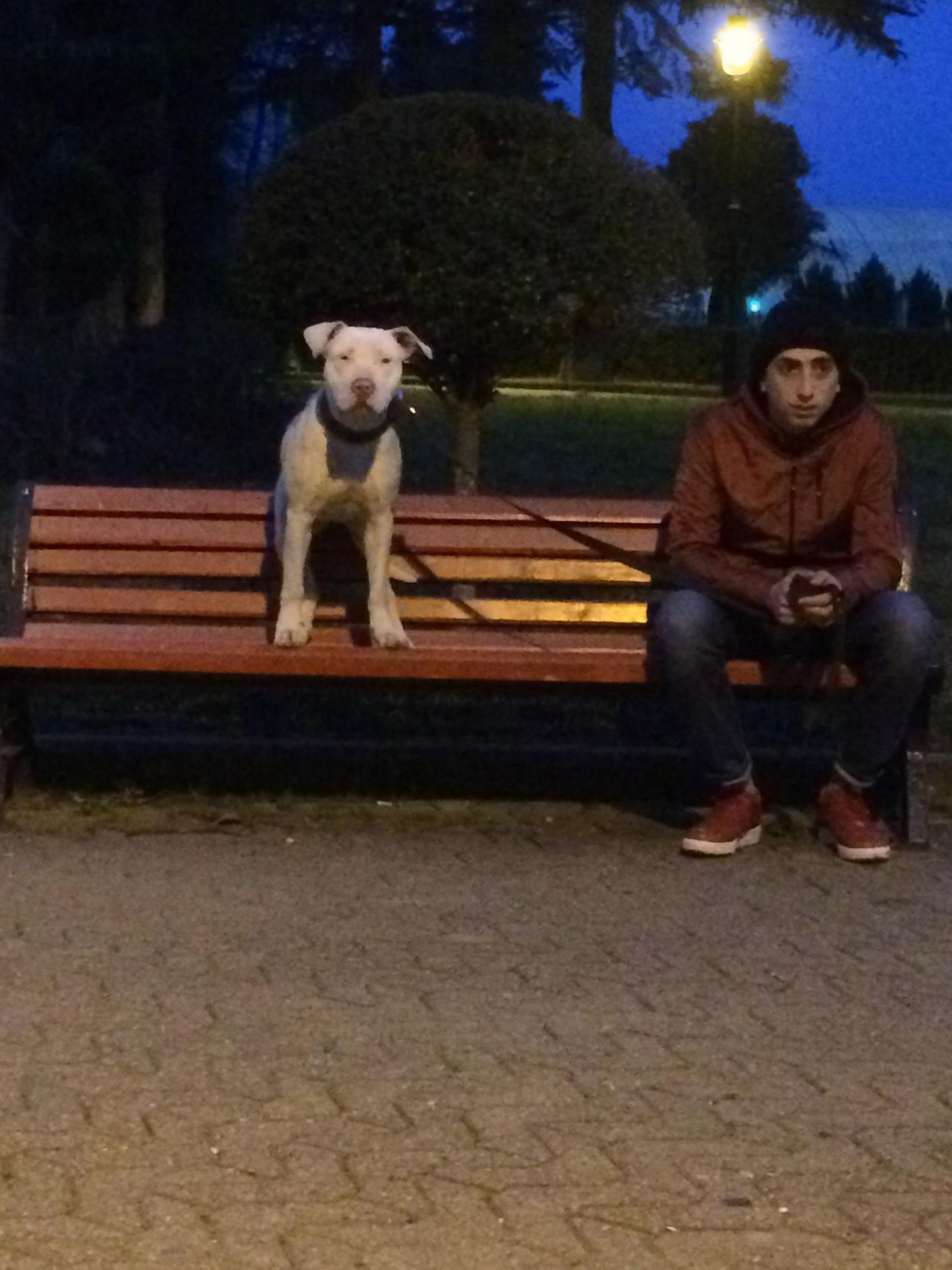 Photo of the dog